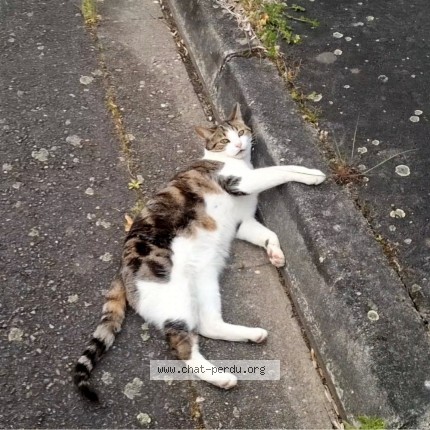 Photo de chat perdu à Frouzins