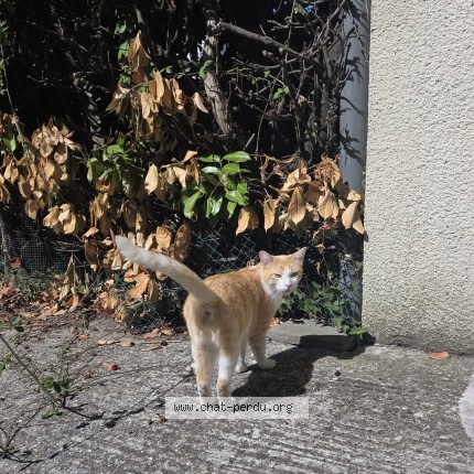 Photo de chat trouvé à Talence