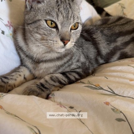Photo de chat perdu à Sevran