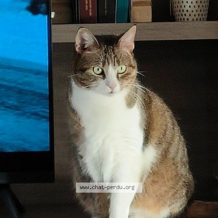Photo de chat perdu à Orange