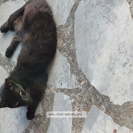 Photo de chat trouvé à Romagnieu