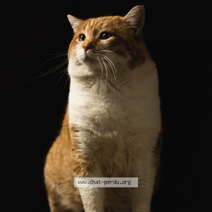 Photo de chat perdu à Les Vans