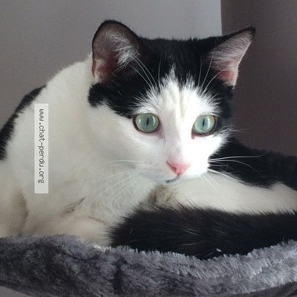 Photo 1/1 catherine vazelle Chat perdu à Royat