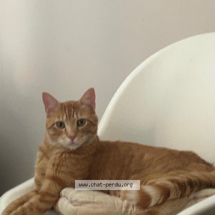 Photo de chat perdu à Lemps