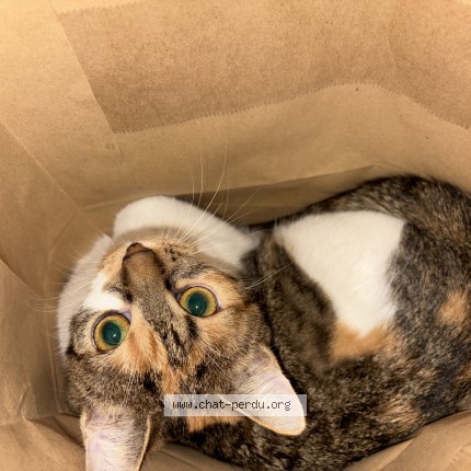 Photo de chat perdu à Paris