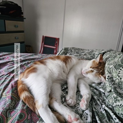 Photo 1/1 Dexter Chat perdu à Saint Gildas De Rhuys