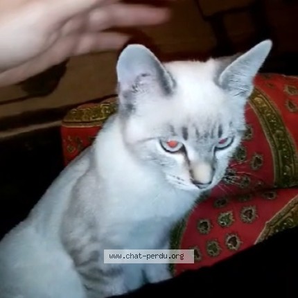 Photo de chat perdu à Bussac Sur Charente
