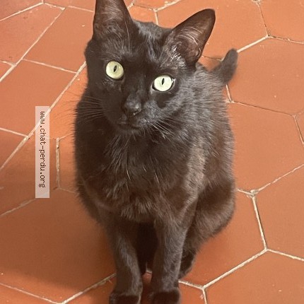 Photo 1/1 Asfar Chat perdu à Paris