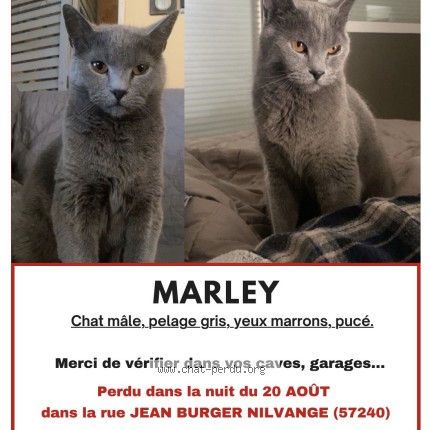 Photo 1/1 Chat retrouvé Perdu à Nilvange