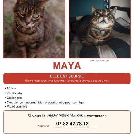 Photo de chat perdu à Saint Herblain