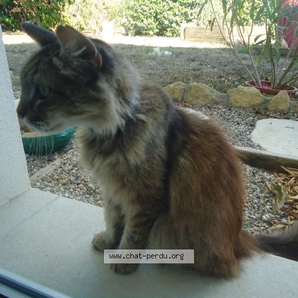 Photo de chat trouvé à Berson