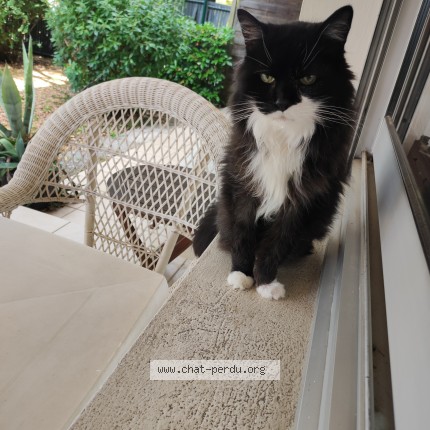 Photo de chat perdu à Bordeaux Cauderan