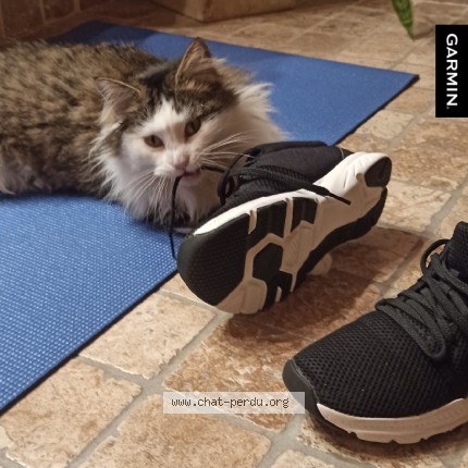 Photo de chat perdu à Saint Symphorien Le Valois