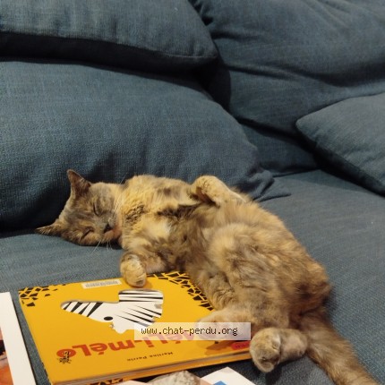 Photo de chat perdu à Saint Georges D Orques