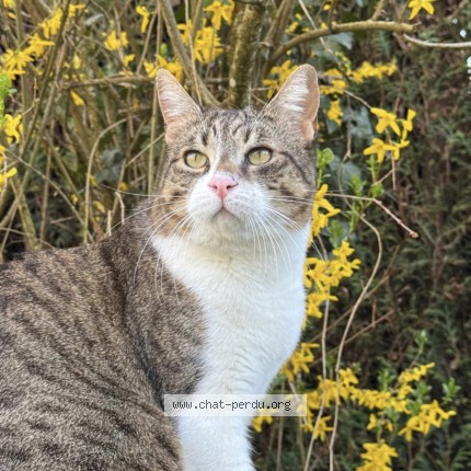 Photo de chat perdu à Montchanin