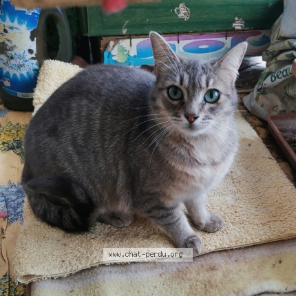 Photo de chat perdu à Loue