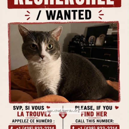 Photo 1/1 mia Chat perdu à Montreal