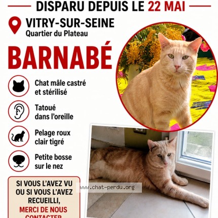 Photo 1/1 Barnabé Chat perdu à Vitry Sur Seine