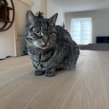 moussaka
