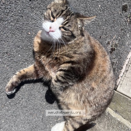 Photo de chat perdu à Bezons