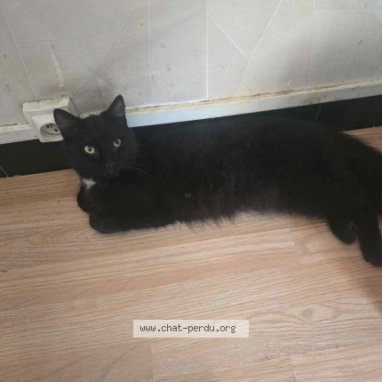 Photo de chat perdu à Aizenay