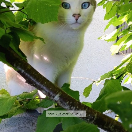 Photo de chat perdu à Saint Jean D Angle