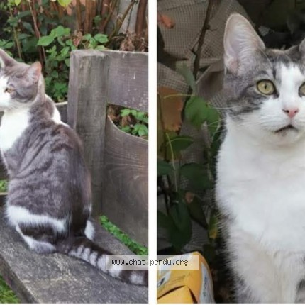 Photo de chat perdu à Rennes