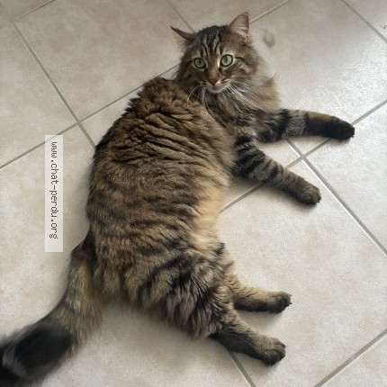 Photo 1/1 Chat retrouvé Perdu à Vennecy