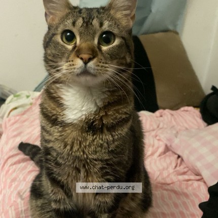 Photo de chat perdu à Champigny Sur Marne