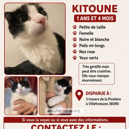 Photo 1/1 kitoune Chat perdu à Villefontaine