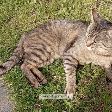 Photo de chat perdu à Blou