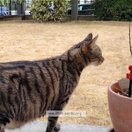 Photo de chat perdu à Maisons Alfort