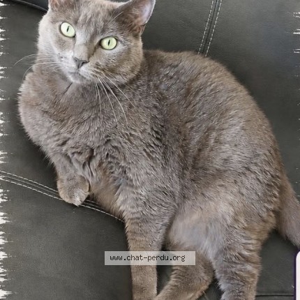 Photo 1/1 mewtwo Chat perdu à L Isle Adam