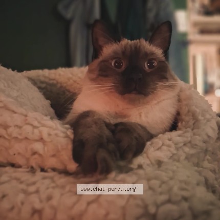 Photo de chat perdu à Vannes