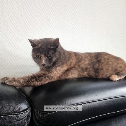 Photo 1/1 Félize Chat perdu à Cuesmes