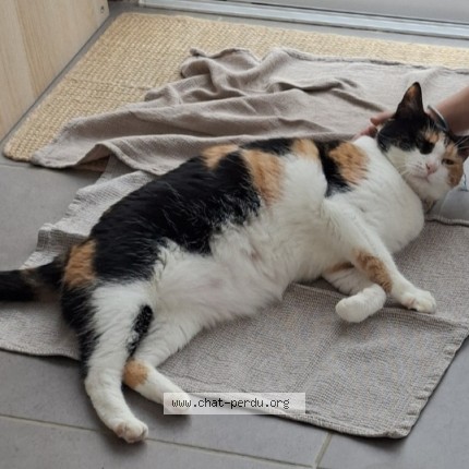 Photo de chat perdu à Le Haillan
