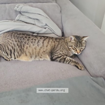 Photo de chat perdu à Bouc Bel Air