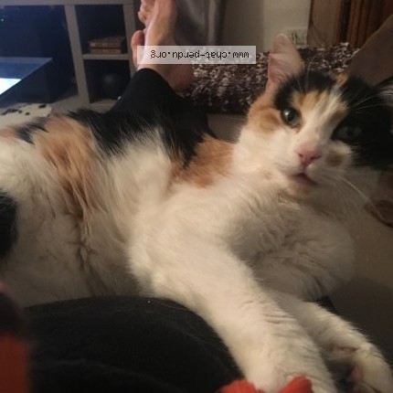 Photo de chat perdu à Saussenac