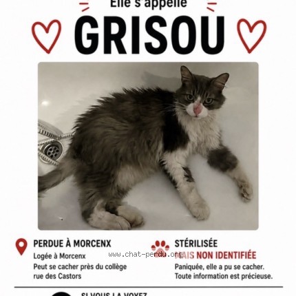 Photo 1/1 grisou Chat perdu à Morcenx La Nouvelle
