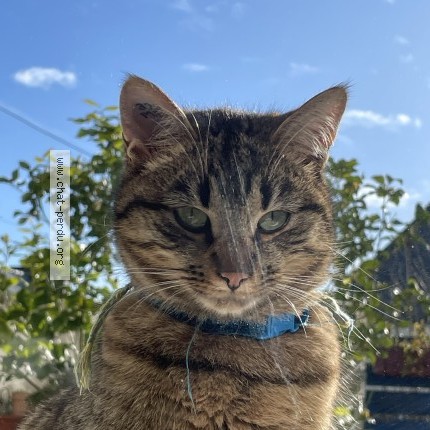 Photo 1/1 Ali Chat perdu à Paimpol