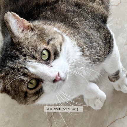 Photo de chat perdu à Grimaud