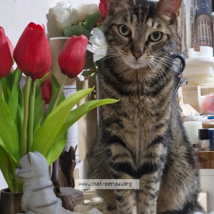 Photo de chat perdu à Marseille