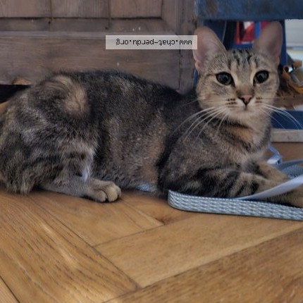 Photo de chat perdu à Bagnolet