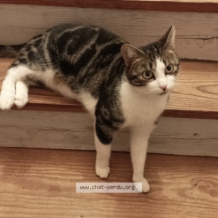 Photo de chat perdu à Mont De Marsan