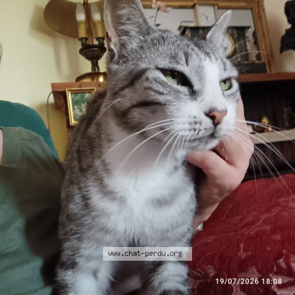 Photo de chat perdu à Mont De Marsan