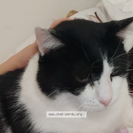 Photo de chat perdu à Mareuil Sur Ourcq