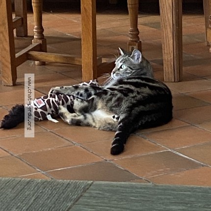 Photo 1/3 Castor Chat perdu à La Chapelle Gresignac
