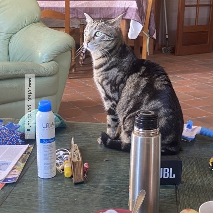 Photo 3/3 Castor Chat perdu à La Chapelle Gresignac