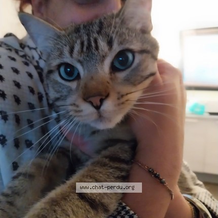 Photo 1/1 Nagi dit mimi Chat perdu à Saint Genest Lerpt