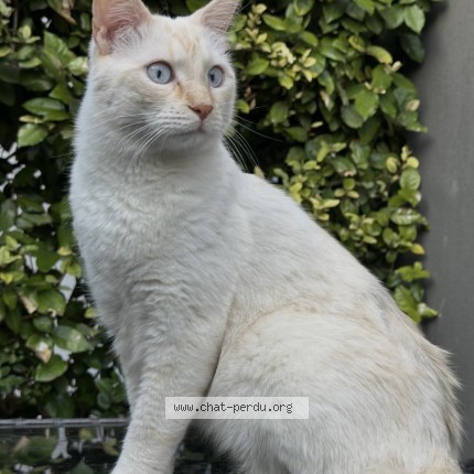Photo de chat perdu à Montpellier